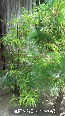 紫竹庵の庭
